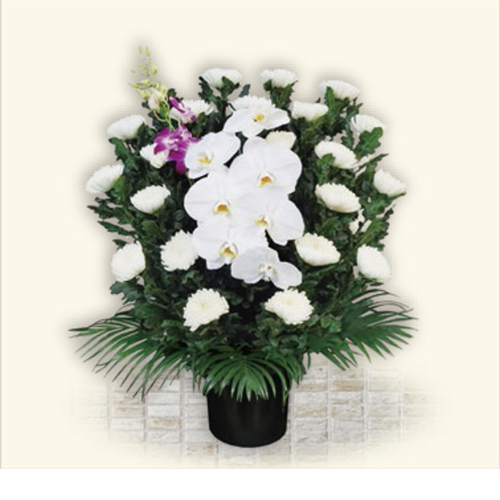 ブルーム(菊) Aタイプ