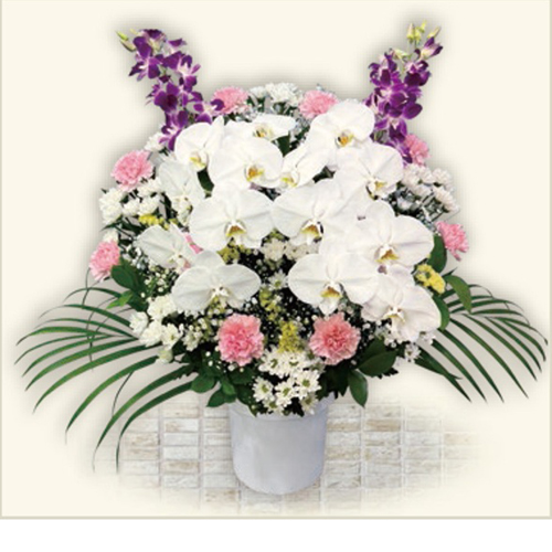 ブルーム(ピンク) Bタイプ