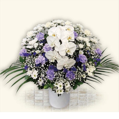 ブルーム(ムラサキ) Aタイプ