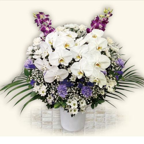 ブルーム(ムラサキ) Bタイプ