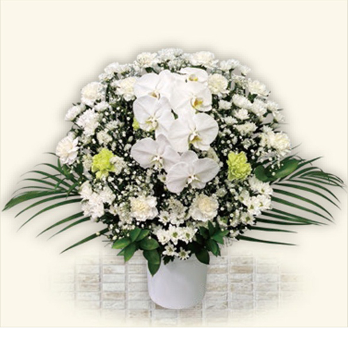 ブルーム(ホワイト) Aタイプ