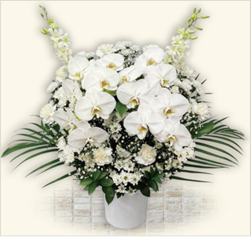 ブルーム(ホワイト) Bタイプ