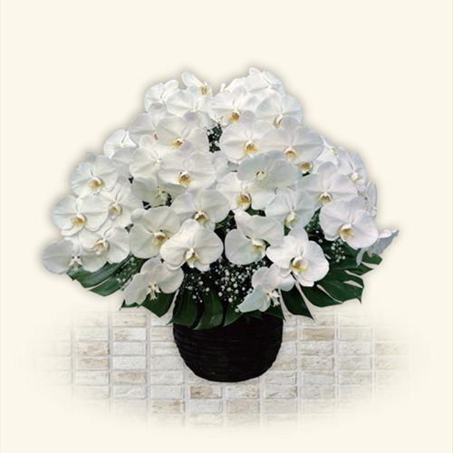 ファレノ生花 Ⅰ