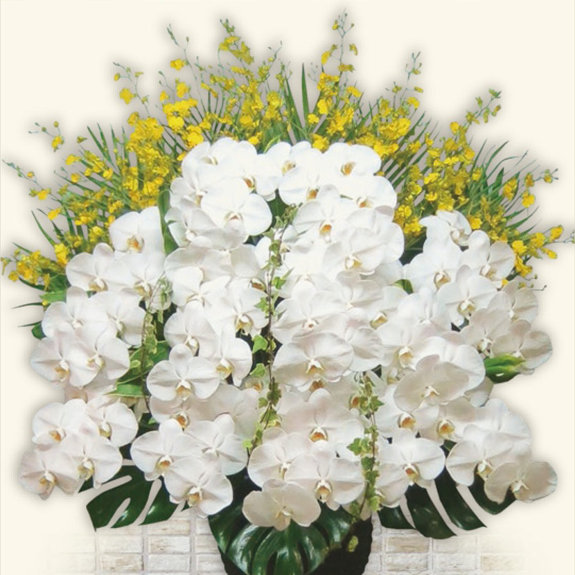 ファレノ生花 Ⅱ