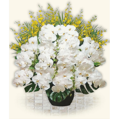 ファレノ生花 Ⅲ